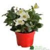 Hellebore Niger 'Chistmas Carol' Helleborus 2Ltr Red Pot -Quality Garden Care Store 5056461003697