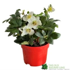 Hellebore Niger 'Chistmas Carol' Helleborus 2Ltr Red Pot