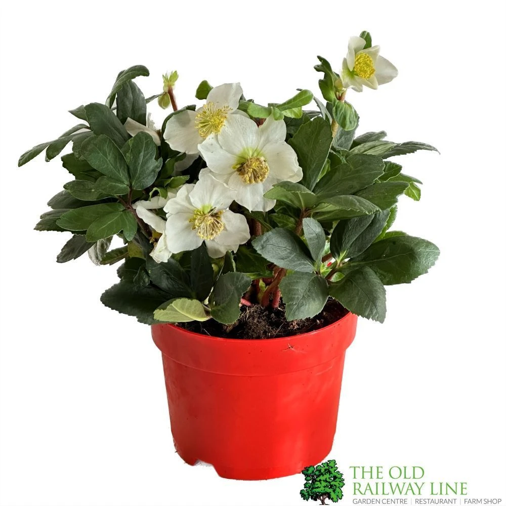 Hellebore Niger 'Chistmas Carol' Helleborus 2Ltr Red Pot 3 Hellebore Niger 'Chistmas Carol' Helleborus 2Ltr Red Pot