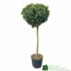 Ilex ? Meserveae 'Blue Maid' 90cm Stem -Quality Garden Care Store 5056461015140