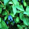 Honeyberry 'Blue Banana' Fruit Bush 3 Ltr Pot -Quality Garden Care Store 5060016047111