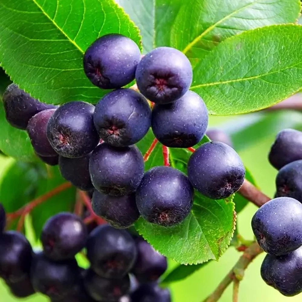 Aronia Lowberry 'Little Helpers' 3Ltr Pot 3 Aronia Lowberry 'Little Helpers' 3Ltr Pot