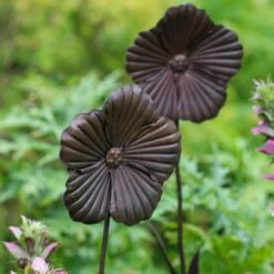 Wilstone 127cm Iron Poppy Flower Garden 9 Wilstone 127cm Iron Poppy Flower Garden -Quality Garden Care Store 5060345971767 4