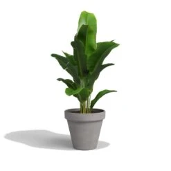 Quality Garden Care Store -Quality Garden Care Store 5600837330353 1