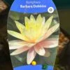 Water Lily Nymphaea Barbara Dobbins Pond Plant 3Ltr -Quality Garden Care Store 755598930863