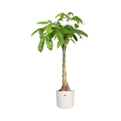 Elho 25cm White B.For Soft Round Pot -Quality Garden Care Store 8711904229610 3