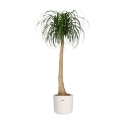 Elho 25cm White B.For Soft Round Pot -Quality Garden Care Store 8711904229610 4