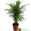Areca Dypsis Lutescens Indoor Palm 1.5m Tall -Quality Garden Care Store 8717232033189