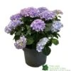 Hydrangea Macrophylla 'Mophead Blue' 5Ltr Pot 1 Hydrangea Macrophylla 'Mophead Blue' 5Ltr Pot -Quality Garden Care Store 8717432165819