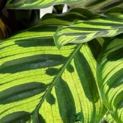 Calathea (Mixed Variety) Houseplant 14cm Pot -Quality Garden Care Store 8717432220990 3