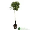 Laurel Tree 'Laurus Nobilis' Standard 1.5m Tall -Quality Garden Care Store 8717929430406 ce7761dc 43f7 4713 a60a 2847faf22486