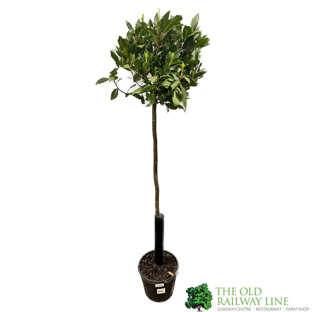 Laurel Tree 'Laurus Nobilis' Standard 1.5m Tall 3 Laurel Tree 'Laurus Nobilis' Standard 1.5m Tall