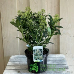 Skimmia Japonica 'Fragrant Cloud' 2Ltr Pot (NL) -Quality Garden Care Store 8718985102719 2