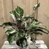 Calathea 'White Fusion' Rare Houseplant 14cm Pot -Quality Garden Care Store 8718985394831