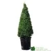 Buxus Cone Topiary Plant 7.5Ltr Pot (NL) -Quality Garden Care Store 8718985492360