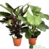 Calathea Houseplant (Mixed Varieties) 19cm Pot -Quality Garden Care Store 8718985581125