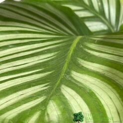 Calathea Houseplant (Mixed Varieties) 19cm Pot -Quality Garden Care Store 8718985581125 3