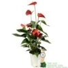 Anthurium 'Red Champion' Plant 14cm Pot 1 Anthurium 'Red Champion' Plant 14cm Pot -Quality Garden Care Store 8718985582894