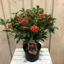 Skimmia Japonica 'Temptation' 2Ltr Pot (NL) -Quality Garden Care Store 8718985813486