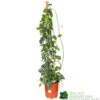Epipremnum 'Trebie' Satin Pothos Houseplant 1.6m Tall (NL) -Quality Garden Care Store 8718985820170