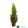 Cupressus Goldcrest 'Wilma' Pyramid 23cm Pot (NL) 1 Cupressus Goldcrest 'Wilma' Pyramid 23cm Pot (NL) -Quality Garden Care Store 8718985830919 dddf7b2d 8ab5 4fb4 b8dc da67bfd9d59a
