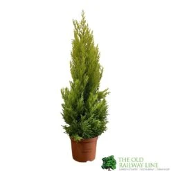 Cupressus Goldcrest 'Wilma' Pyramid 23cm Pot (NL)