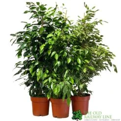 Ficus Benjamina Mixed Variety 19cm