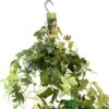 Cissus 'Ellen Danica' Hanging Indoor Ivy 17cm Pot -Quality Garden Care Store 8719127745733