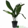 Aspidistra 'Cast Iron' Houseplant 17cm Pot 2 Aspidistra 'Cast Iron' Houseplant 17cm Pot -Quality Garden Care Store 8719127861174