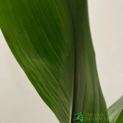 Aspidistra 'Cast Iron' Houseplant 17cm Pot -Quality Garden Care Store 8719127861174 3