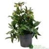 Helleborus ? Sahinii 'Winterbells' Hellebore 3Ltr Pot -Quality Garden Care Store 8719323105270