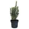 Euonymus Japonicus 'White Spire' Plant 2Ltr Pot (NL) -Quality Garden Care Store 8719323606203