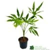 Fatsia Polycarpa 'Green Fingers' 2Ltr Pot -Quality Garden Care Store 8719323730861