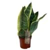 Sansevieria Trifasciata 'Futura Superba' Succulent Houseplant 12cm Pot -Quality Garden Care Store 8719522707886