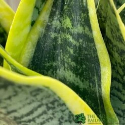 Sansevieria Trifasciata 'Futura Superba' Succulent Houseplant 12cm Pot 7 Sansevieria Trifasciata 'Futura Superba' Succulent Houseplant 12cm Pot -Quality Garden Care Store 8719522707886 3