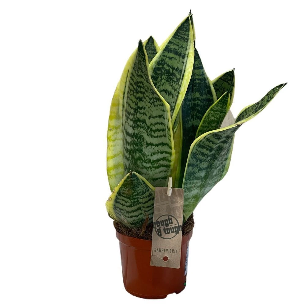 Sansevieria Trifasciata 'Futura Superba' Succulent Houseplant 12cm Pot 3 Sansevieria Trifasciata 'Futura Superba' Succulent Houseplant 12cm Pot
