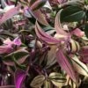 Tradescantia Hanging 17cm Pot Assorted Colours Available