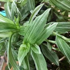 Tradescantia Hanging 17cm Pot Assorted Colours Available -Quality Garden Care Store 8719562620954 2