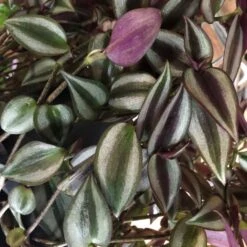 Tradescantia Hanging 17cm Pot Assorted Colours Available -Quality Garden Care Store 8719562620954 3