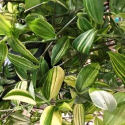 Tradescantia Hanging 17cm Pot Assorted Colours Available -Quality Garden Care Store 8719562620954 4