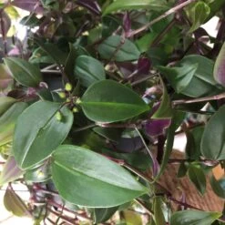 Tradescantia Hanging 17cm Pot Assorted Colours Available -Quality Garden Care Store 8719562620954 5