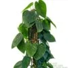 Philodendron 'Scandens' Houseplant On Moss Pole 1.5m Tall -Quality Garden Care Store 8719562745091