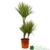 Dracaena Marginata 'Bicolor' 21cm Pot -Quality Garden Care Store 8720496157041