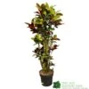 Codiaeum 'Iceton' Croton 1.6m Tall 2 Codiaeum 'Iceton' Croton 1.6m Tall -Quality Garden Care Store 8720496436009