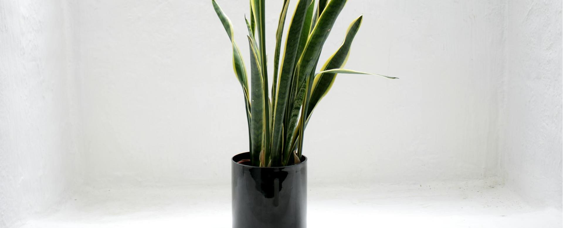 Quality Garden Care Store -Quality Garden Care Store pexels fabian stroobants 1098700 2123482